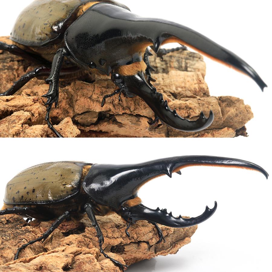 （昆虫）一点物　ヘラクレス・ヘラクレス　グアドループ産　オス１４５ｍｍ　メス６６ｍｍ（１ペア） の商品画像