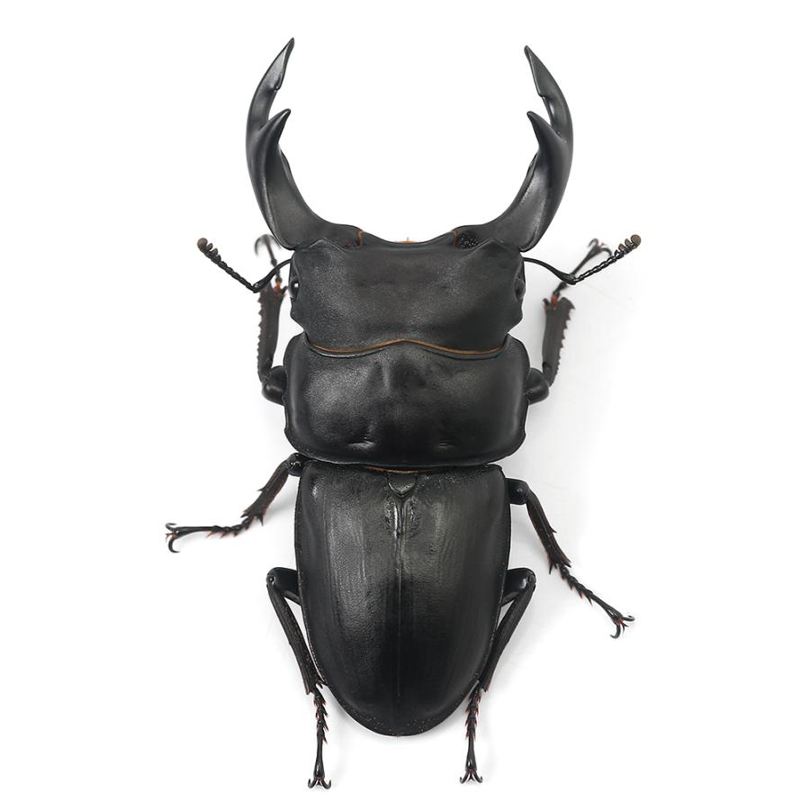 昆虫）国産オオクワガタ 岡山県津山市産 幼虫（2〜3令）（1匹