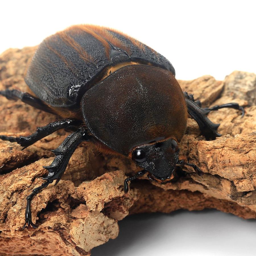 【美品】ヘラクレス EGスイミング　72MH EVERGREEN（エバーグリーン インターナショナル） - HCSC-72MH