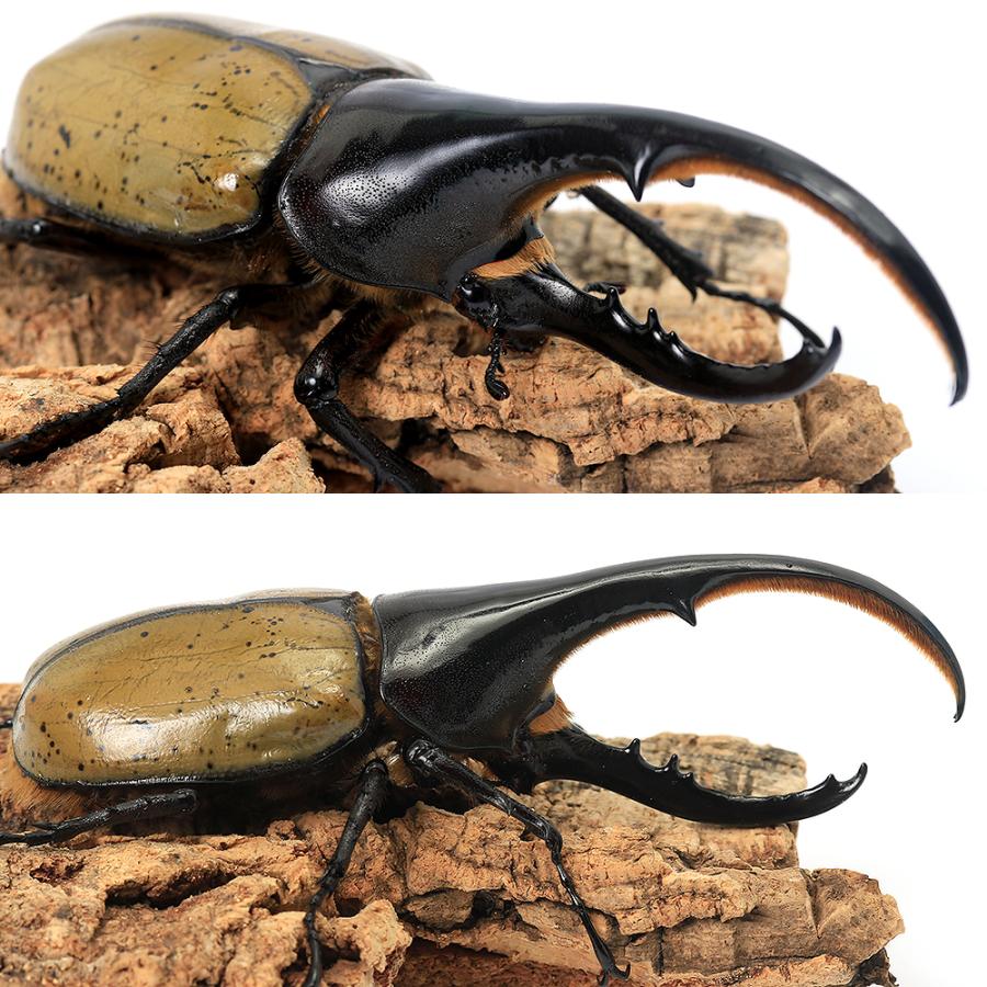 ヘラクレスヘラクレス 成虫ペア（♀B品）