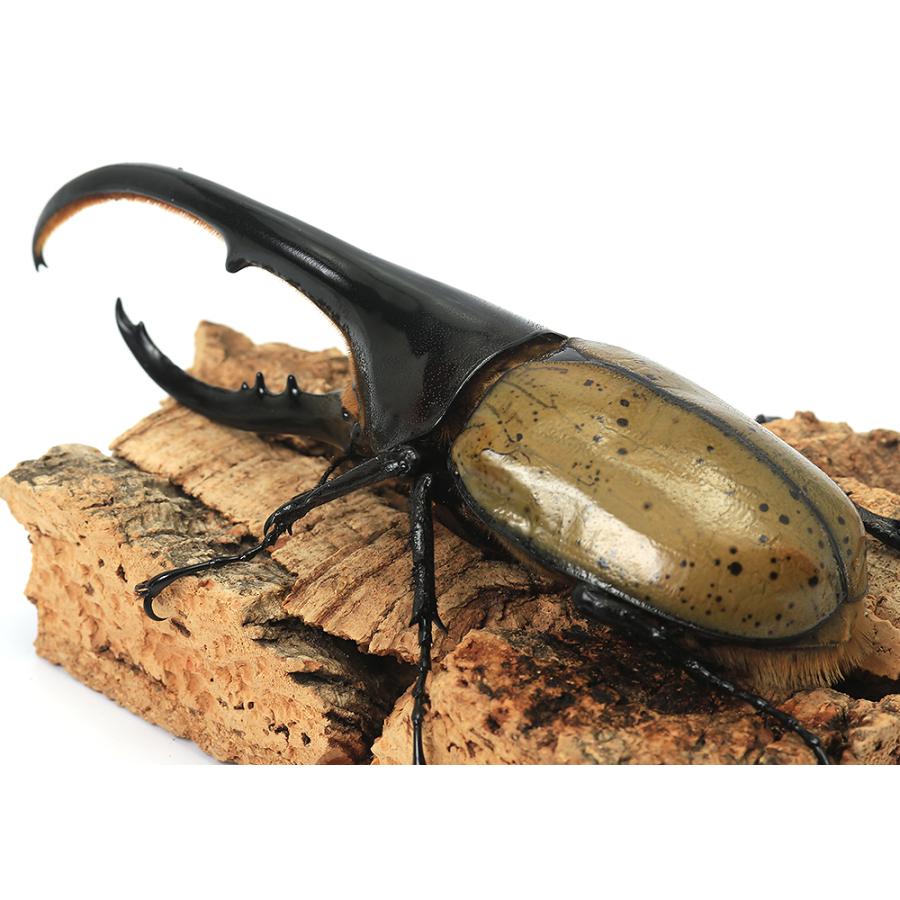 ヘラクレスヘラクレス 成虫ペア（♀B品）