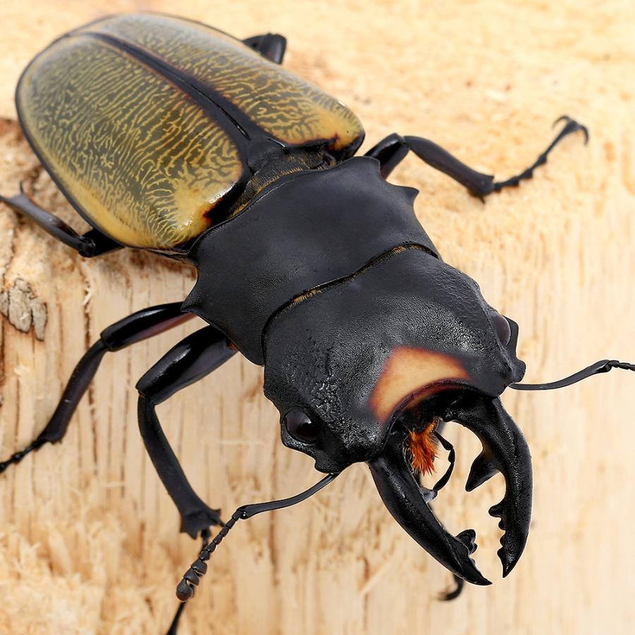 昆虫）（オス単品）スペクタビリスツヤクワガタ スマトラ産 60