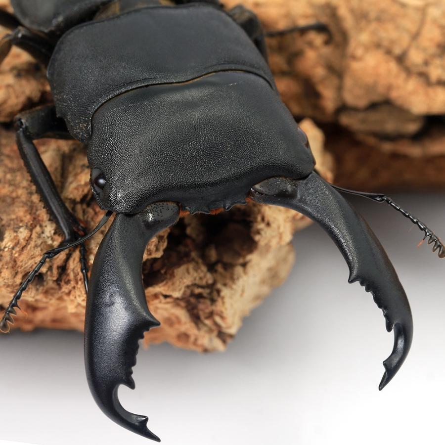 昆虫）スラウェシオオヒラタクワガタ 南スラウェシ産 成虫 WD 75 