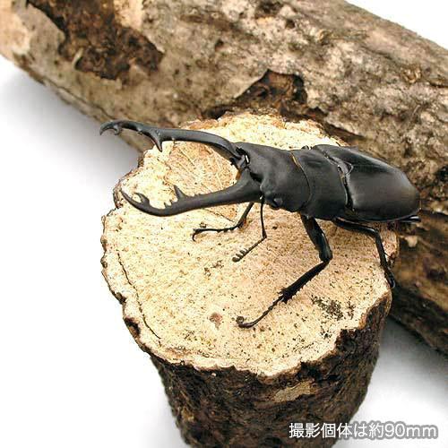 昆虫）ギラファノコギリクワガタ（亜種ボロブドゥール）東ジャワ産