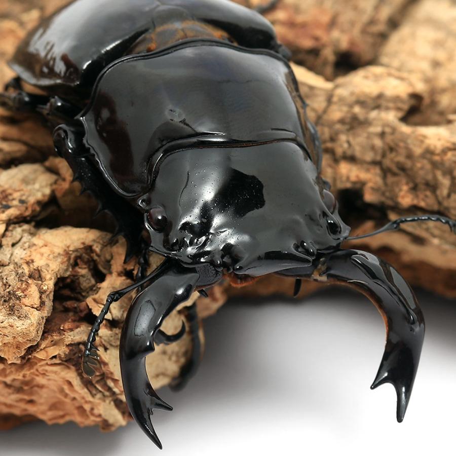 昆虫）タランドゥスオオツヤクワガタ コンゴ産 成虫 84mm（1ペア