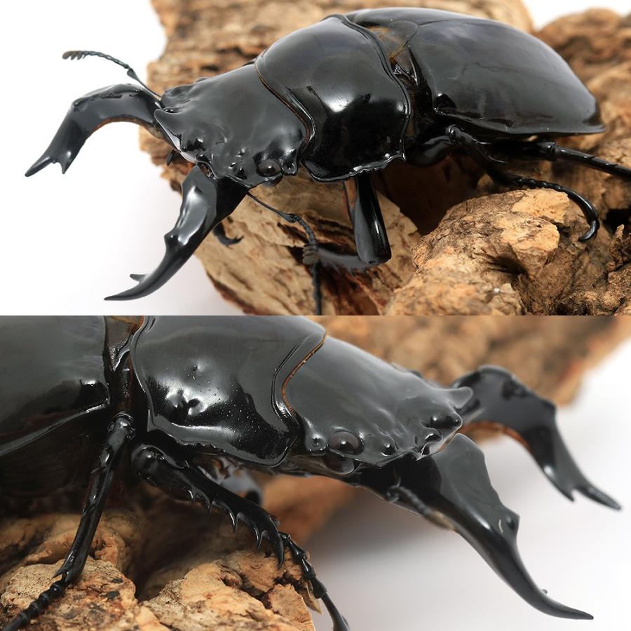 昆虫）タランドゥスオオツヤクワガタ コンゴ産 成虫 84mm（1ペア