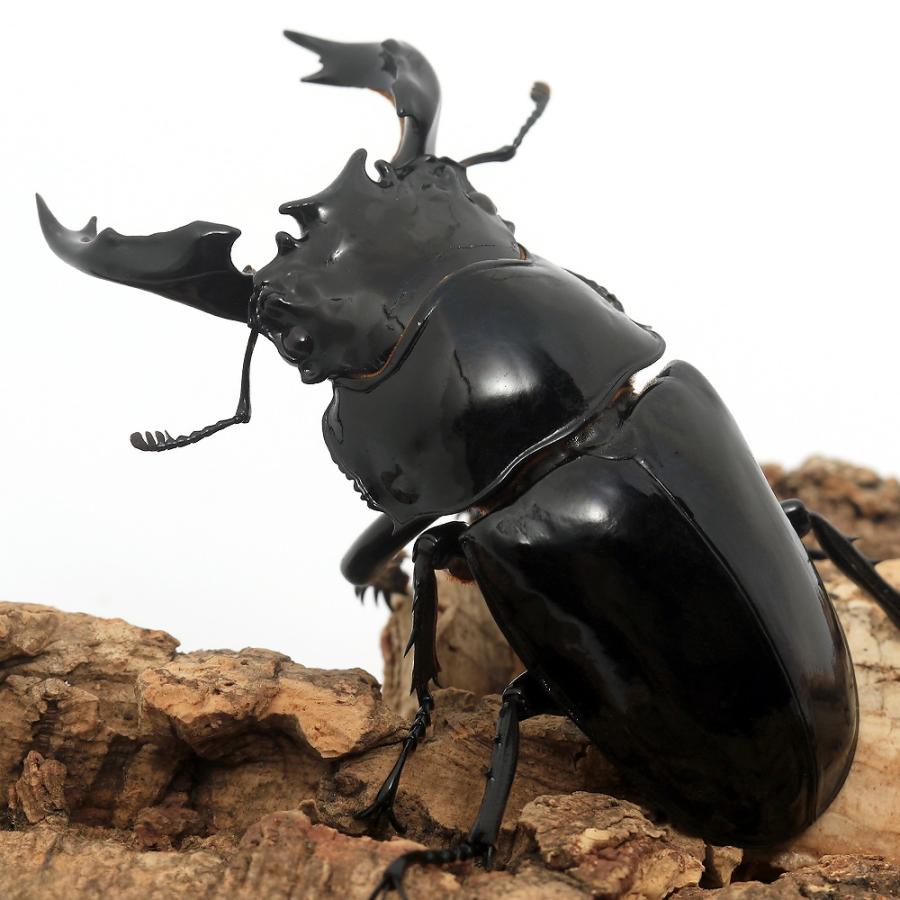 昆虫）タランドゥスオオツヤクワガタ コンゴ産 成虫 84mm（1ペア