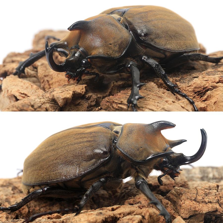 昆虫）ギアスゾウカブトムシ (亜種ポリオン)ブラジル バイア産 幼虫