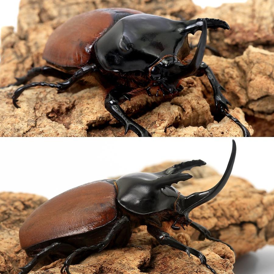 昆虫）（B品）サンボンツノカブトムシ アルファック産 成虫 WD 55