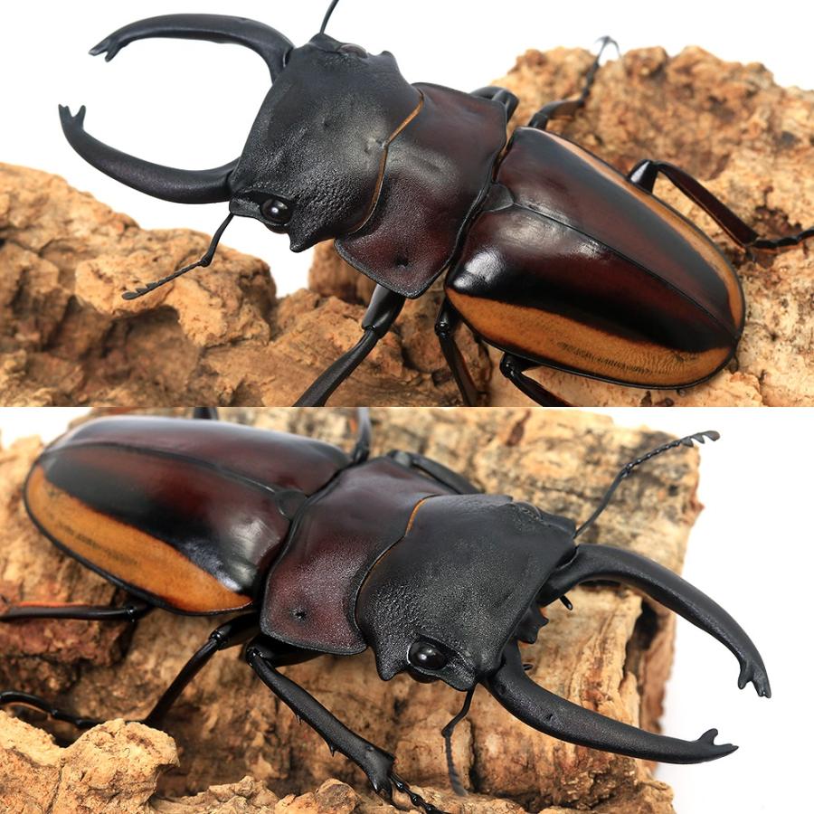 昆虫）（B品）スティーブンスツヤクワガタ（亜種