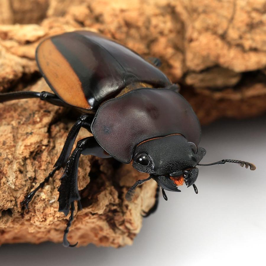 昆虫）（B品）スティーブンスツヤクワガタ（亜種