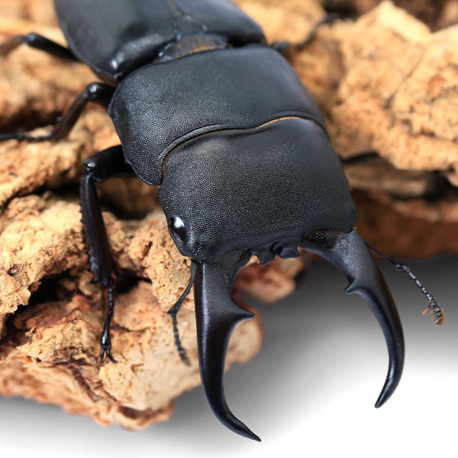 ヒメオオクワガタ ♂の、内歯【消失】個体 昆虫）（オス単品）（内歯消失型）国産ヒラタクワガタ 愛媛県今治市産