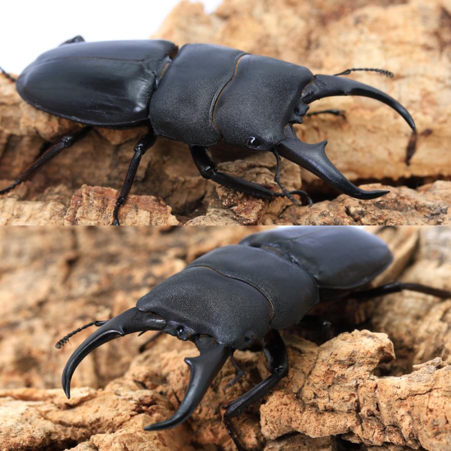 昆虫）（オス単品）（内歯消失型）国産ヒラタクワガタ 愛媛県今治市産