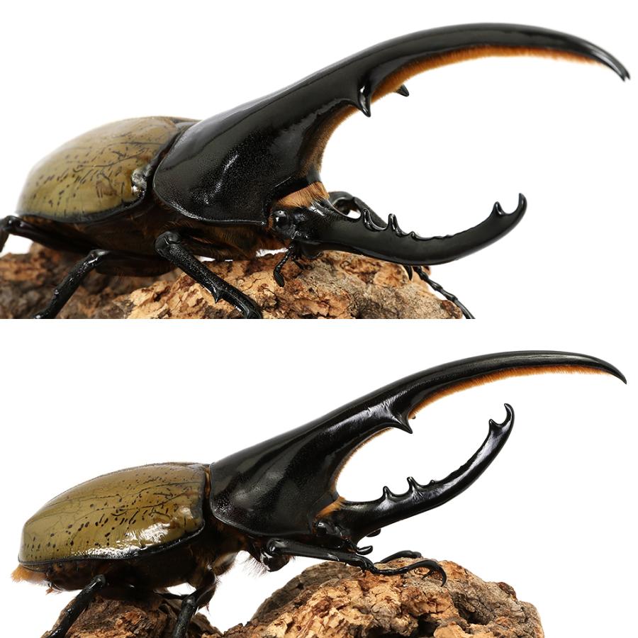 昆虫）（オス単品）一点物 ヘラクレス・ヘラクレス グアドループ産 