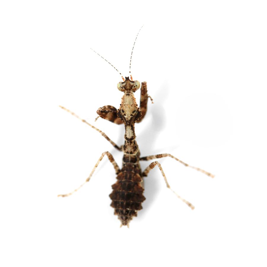 昆虫）マオウカレハカマキリ 中国産 幼虫 CB Sサイズ（1匹