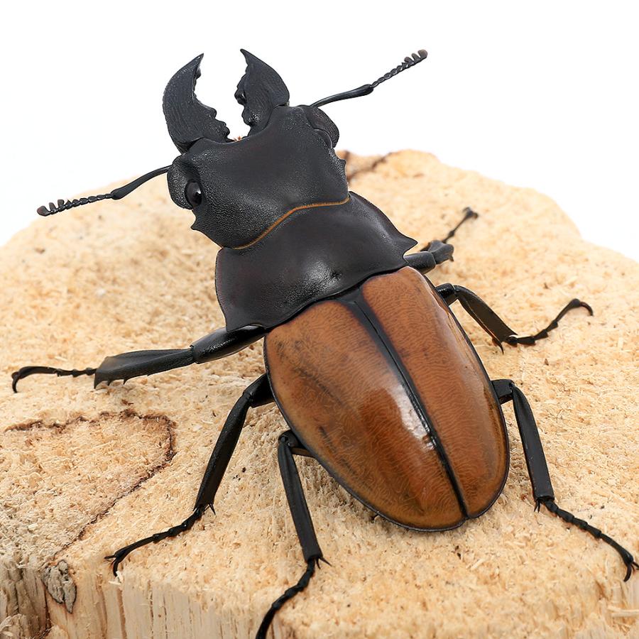 昆虫）（オス単品）ガゼラツヤクワガタ スマトラ島産 成虫 WD 55