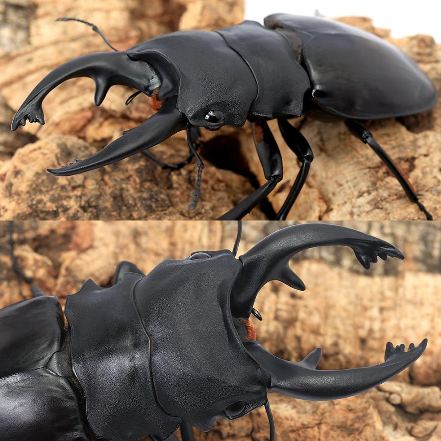 昆虫）アルケスツヤクワガタ カタンドゥアネス産 成虫 WD 75