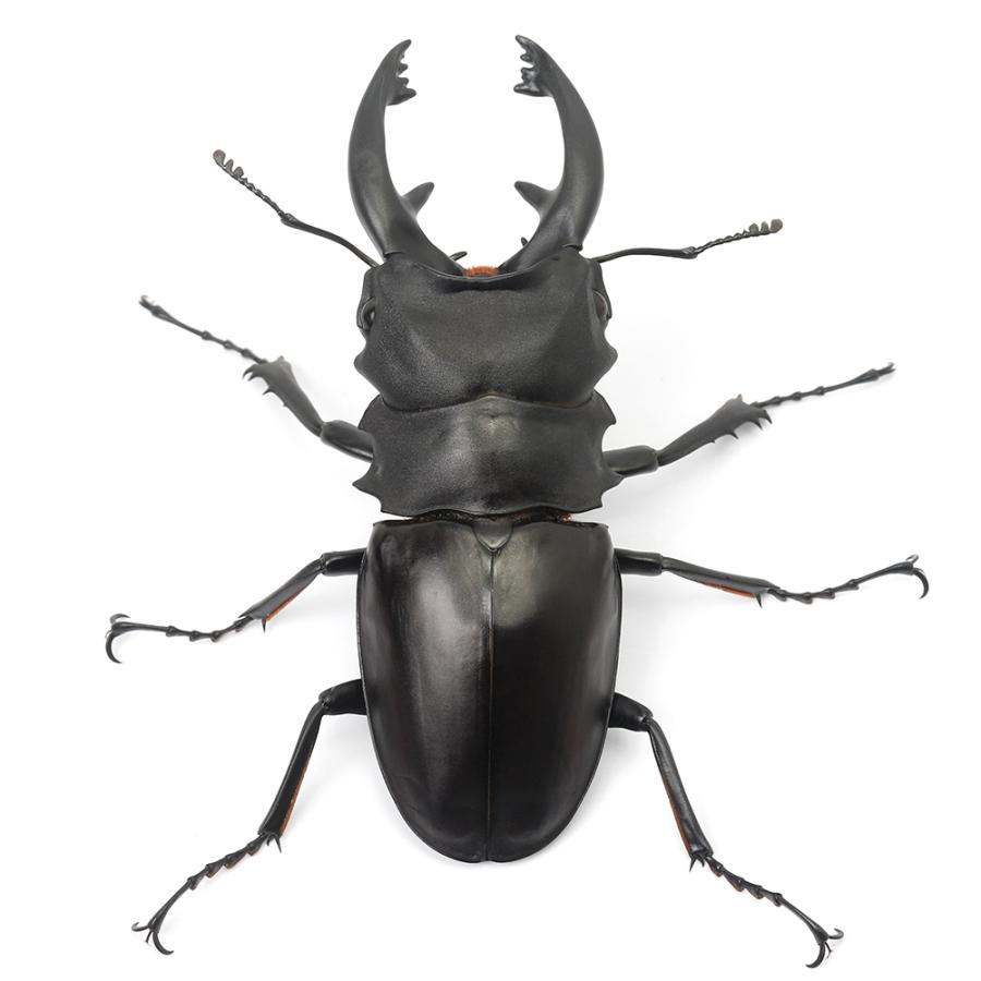 昆虫）アルケスツヤクワガタ カタンドゥアネス産 成虫 WD 75
