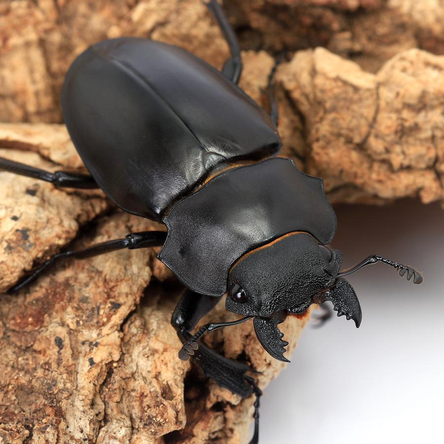 昆虫）アルケスツヤクワガタ カタンドゥアネス産 成虫 WD 75