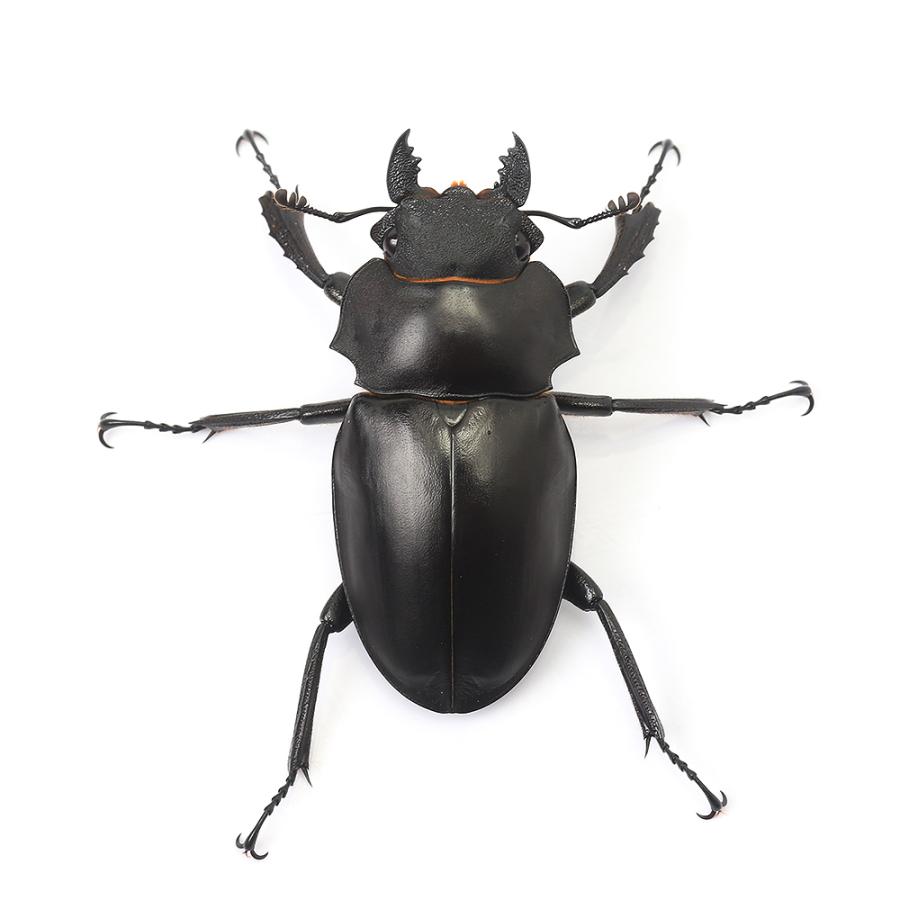 アルケスツヤクワガタ標本 昆虫）アルケスツヤクワガタ カタンドゥアネス産 成虫 WD 75