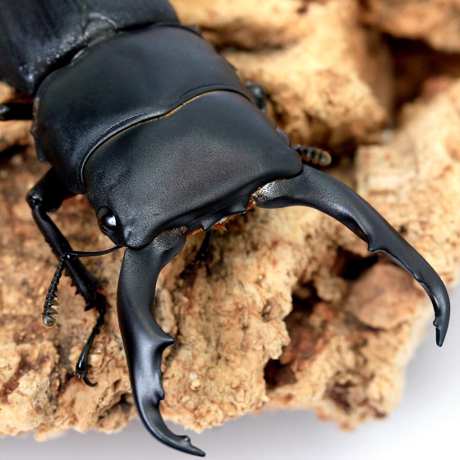 昆虫）ハンステインヒラタクワガタ（亜種プロスティ）ボルネオ島産
