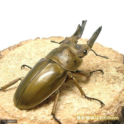 昆虫）モセリオウゴンオニクワガタ マレーシア産 成虫 WD 65