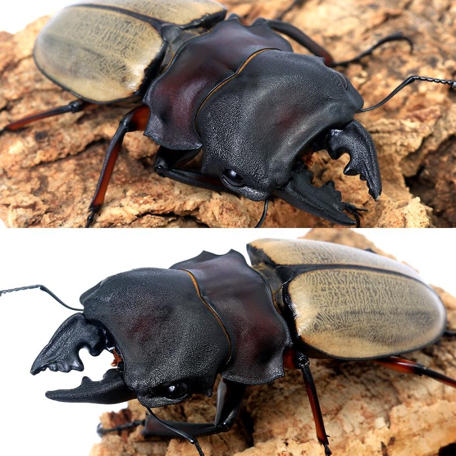 昆虫）フェモラリスツヤクワガタ（原名亜種）短・中歯型 キャメロン