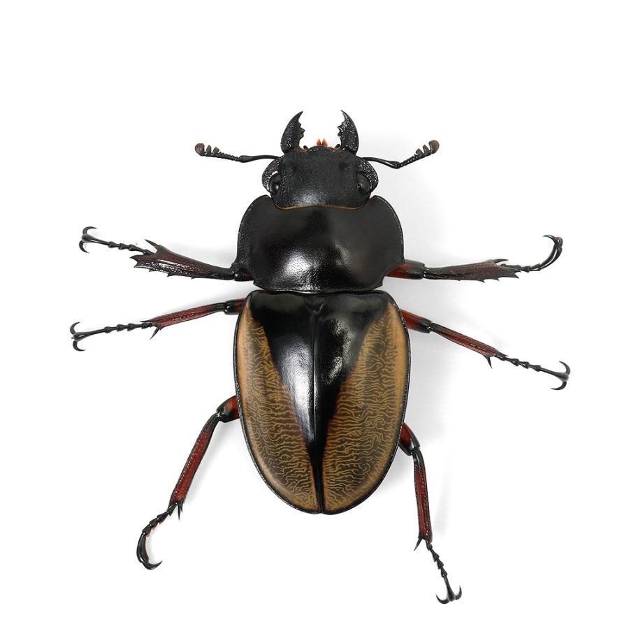 昆虫）フェモラリスツヤクワガタ（原名亜種）短・中歯型 キャメロン