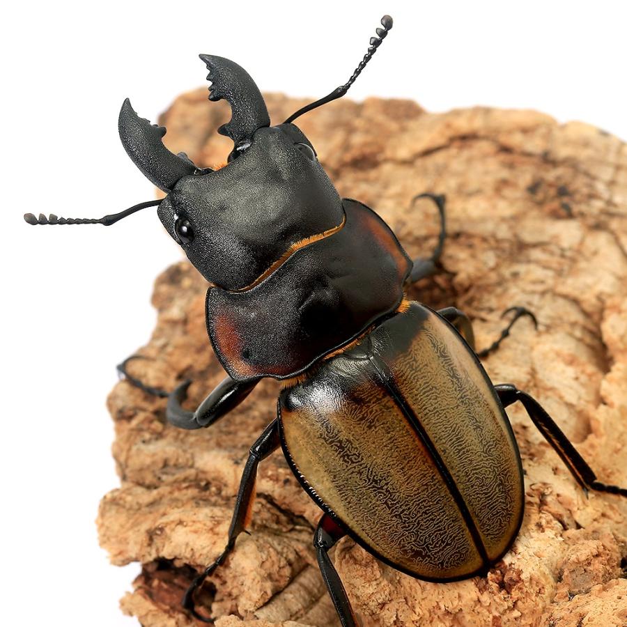 昆虫）ゾンメルツヤクワガタ（亜種lowei）ボルネオ産 短・中歯型