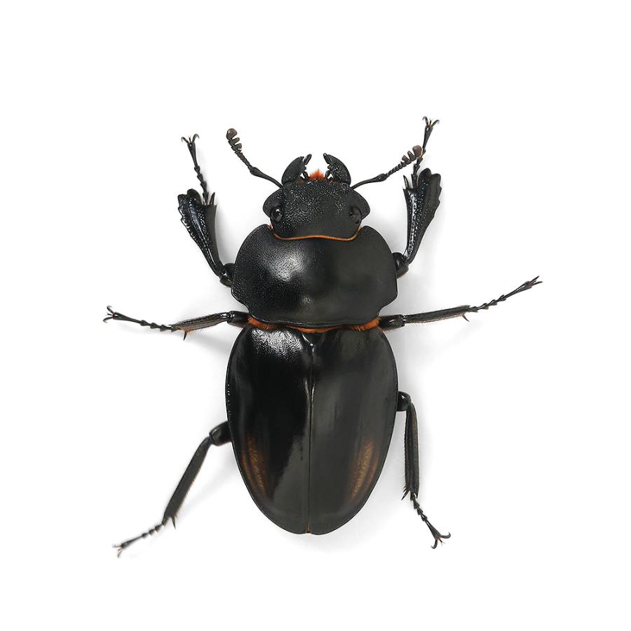 昆虫）ゾンメルツヤクワガタ（亜種lowei）ボルネオ産 短・中歯型