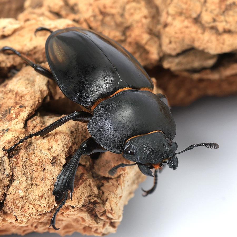 昆虫）（B品）ゾンメルツヤクワガタ（亜種lowei）ボルネオ産 長