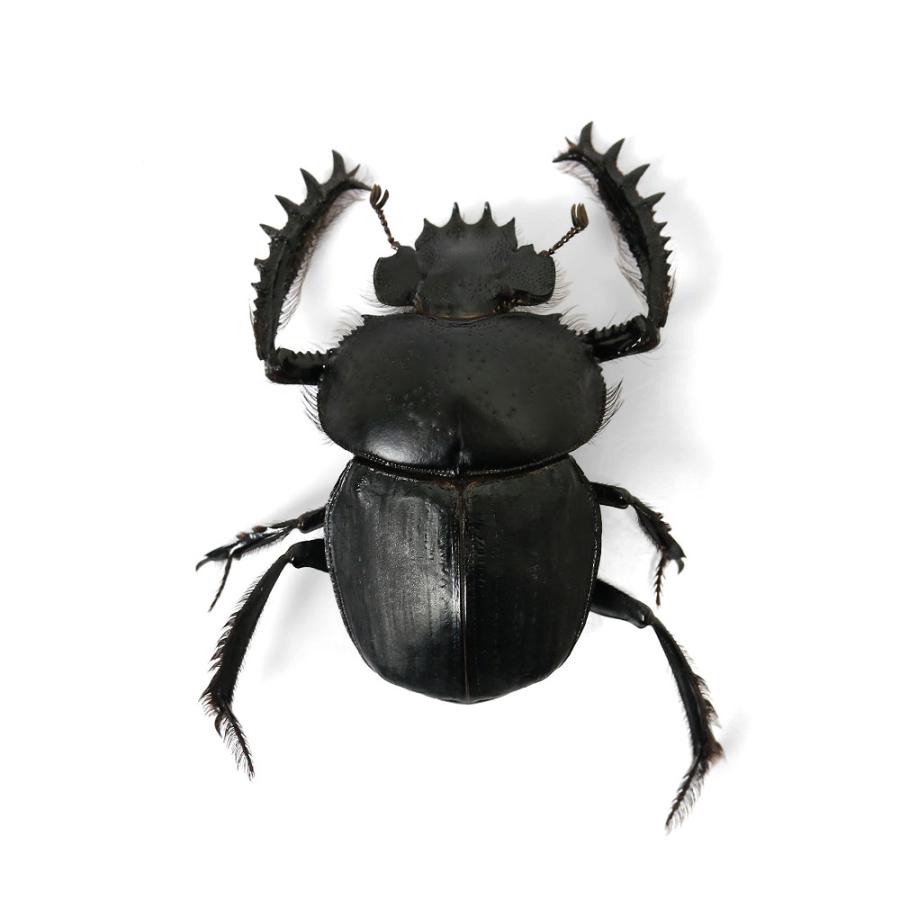 昆虫）ヒジリタマオシコガネ Scarabaeus sacer 成虫
