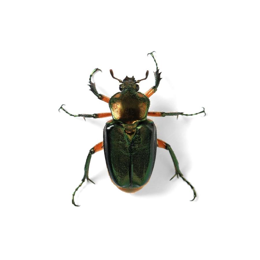 昆虫）ホーデンヒメカブトハナムグリ ネグロス産 成虫 WD サイズ