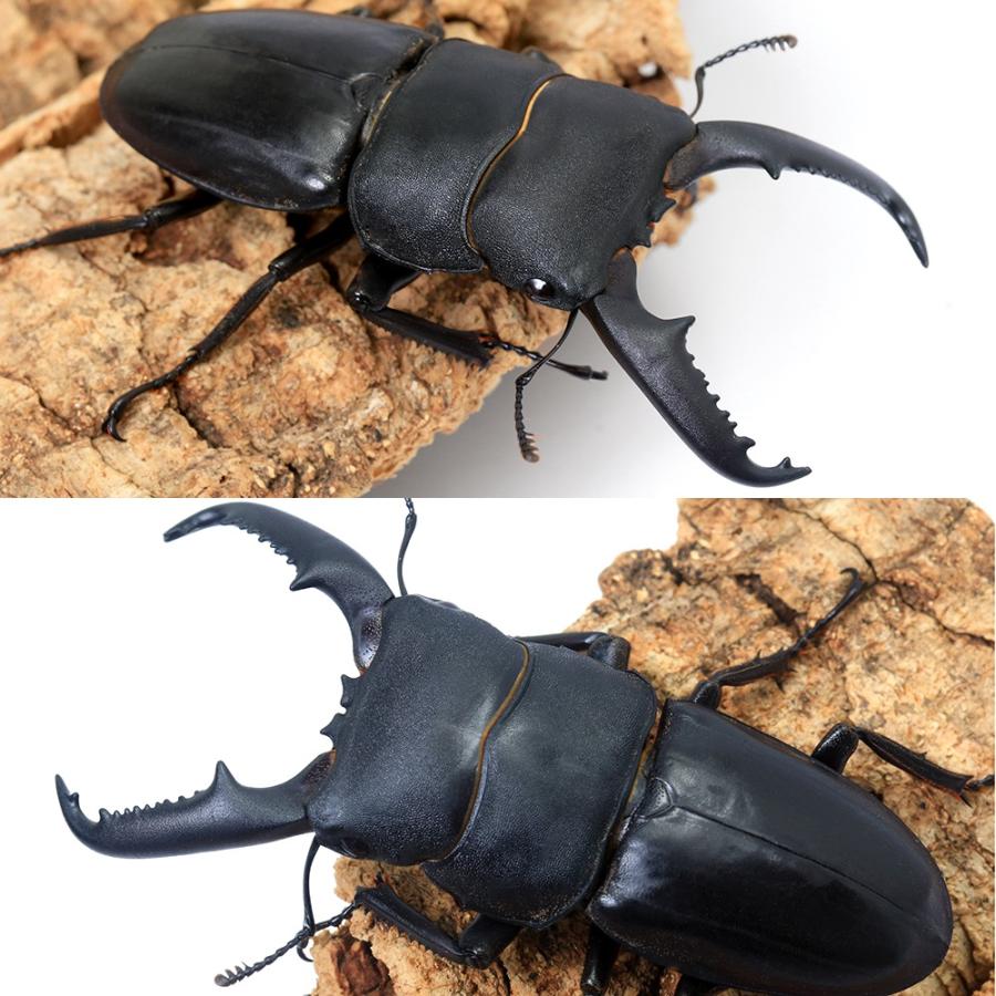 昆虫）ファフナーヒラタクワガタ ラオス産 成虫 WD 65〜69mm