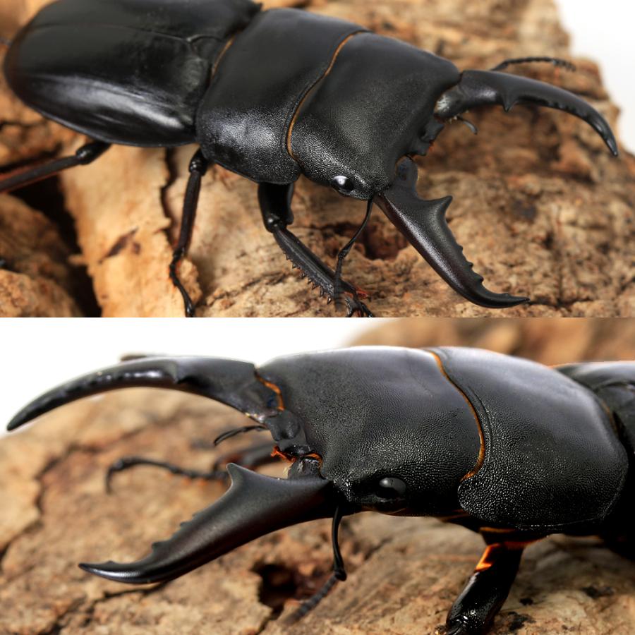 昆虫）国産ヒラタクワガタ 三重県松阪市産 成虫 40〜44mm（1