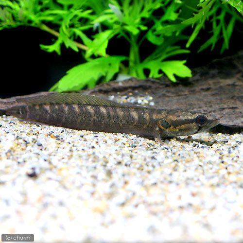 （熱帯魚）シェブロン・スネークヘッド（１匹）　北海道・九州航空便要保温