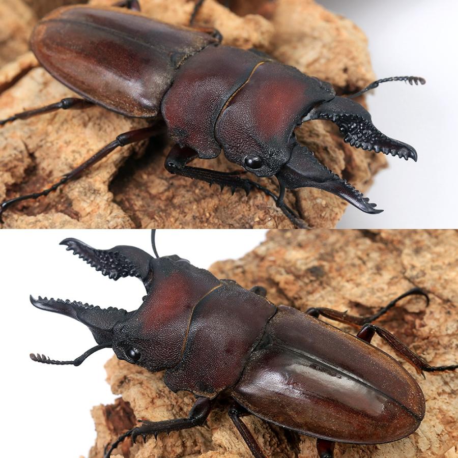 昆虫）（B品）フォルケプスノコギリクワガタ（亜種ナカモトイ