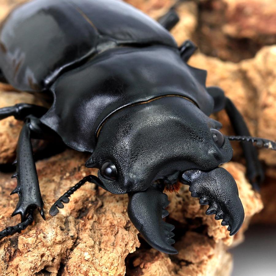 昆虫）シバツヤクワガタ（原名亜種）短・中歯型 タイ産 成虫 WD 60