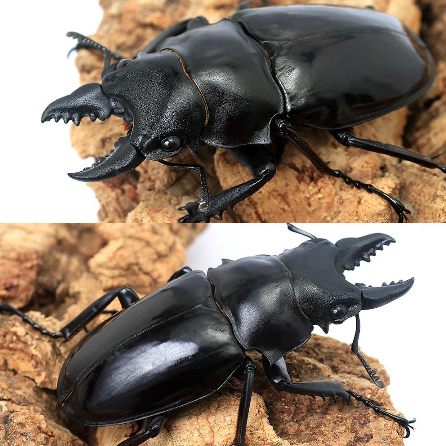 昆虫）シバツヤクワガタ（原名亜種）短・中歯型 タイ産 成虫 WD 60