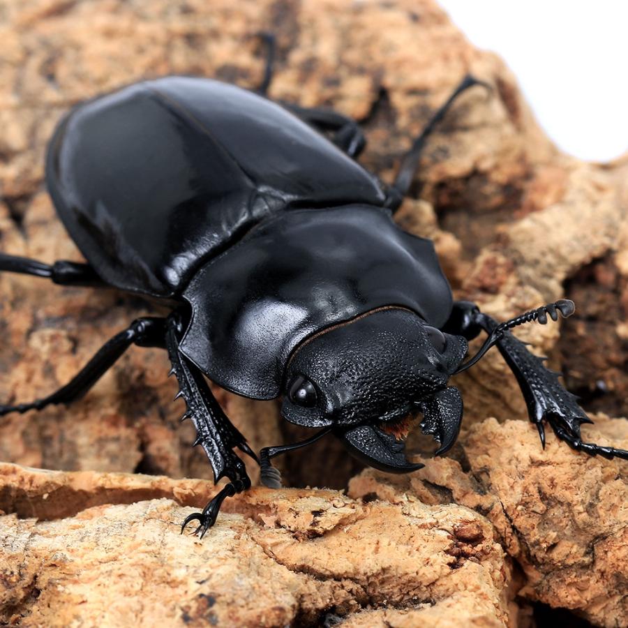 【昆虫標本】シバオニツヤ　インド　台湾 昆虫）シバツヤクワガタ（原名亜種）短・中歯型 タイ産 成虫 WD 60