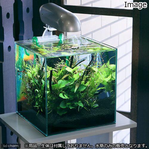 水草 小型水槽用水草１２種セット アヌビアスナナ ２ ウィローモス付流木 ２ 水上葉 １０種 ５ 説明書付 北海道航空便要保温 チャーム Charm Paypayモール店 通販 Paypayモール