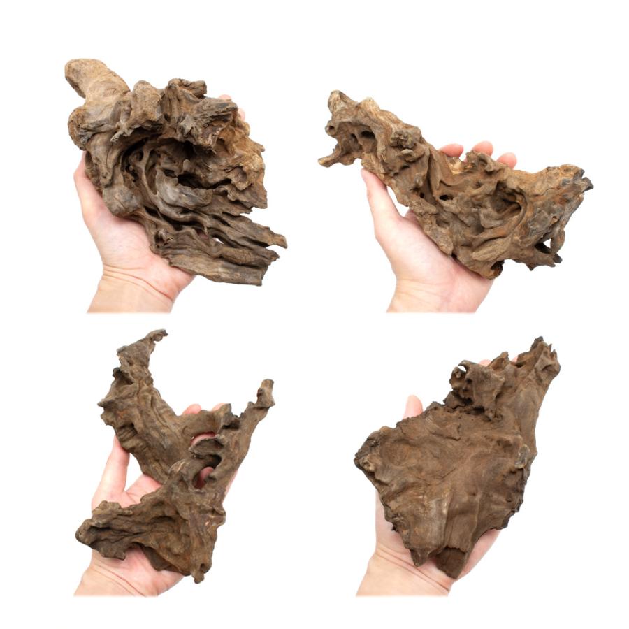 煮込み済み ウェーブウッド Sサイズ 約15〜25cm 3本 形状お