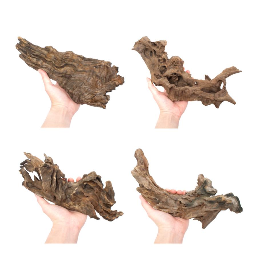 煮込み済み ウェーブウッド Mサイズ 約25〜35cm 5本 形状お