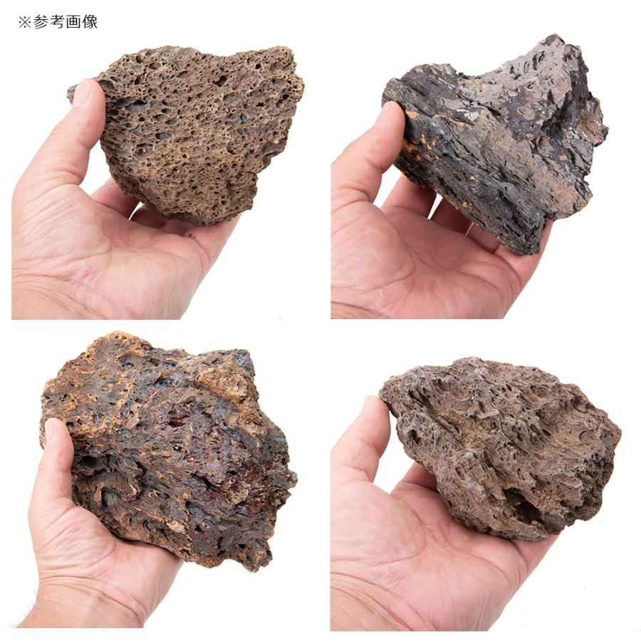 チャーム（charm） 灼孔石 3kg 約5〜20cm 30cm水槽向け