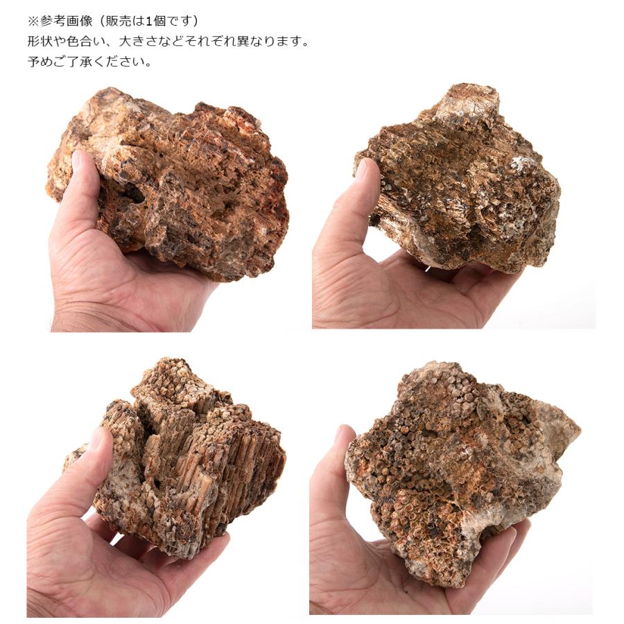チャーム（charm） 形状お任せ 海洋古代石 Mサイズ（約13〜18cm