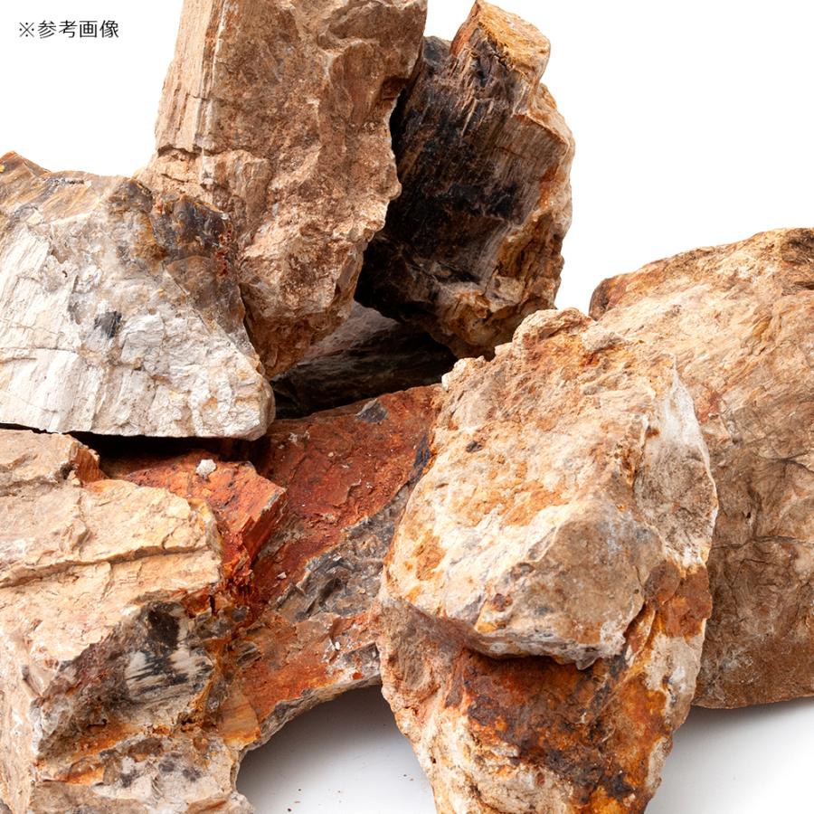 木化石　アクアリウム　まとめ売り 楽天市場】形状お任せ 木化石 サイズミックス 5kg 45cm水槽向け