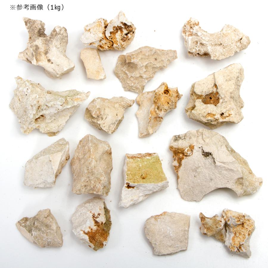 チャーム（charm） 形状お任せ 化石サンゴ スモールサイズミックス（約