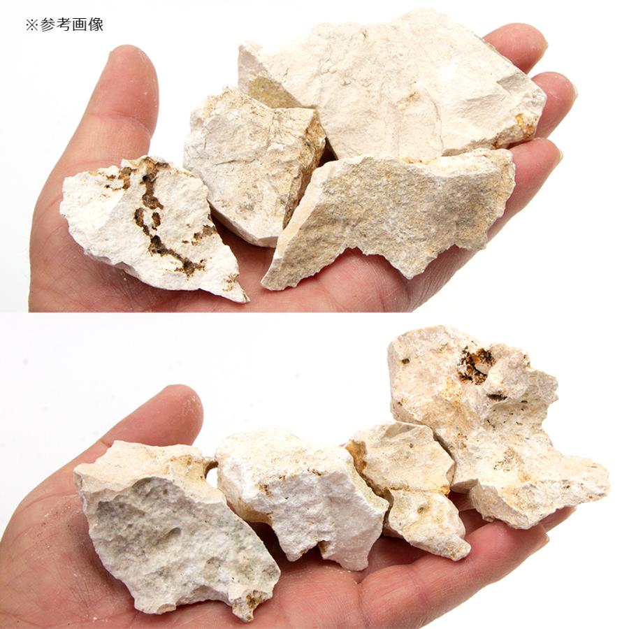 チャーム（charm） 形状お任せ 化石サンゴ スモールサイズミックス（約