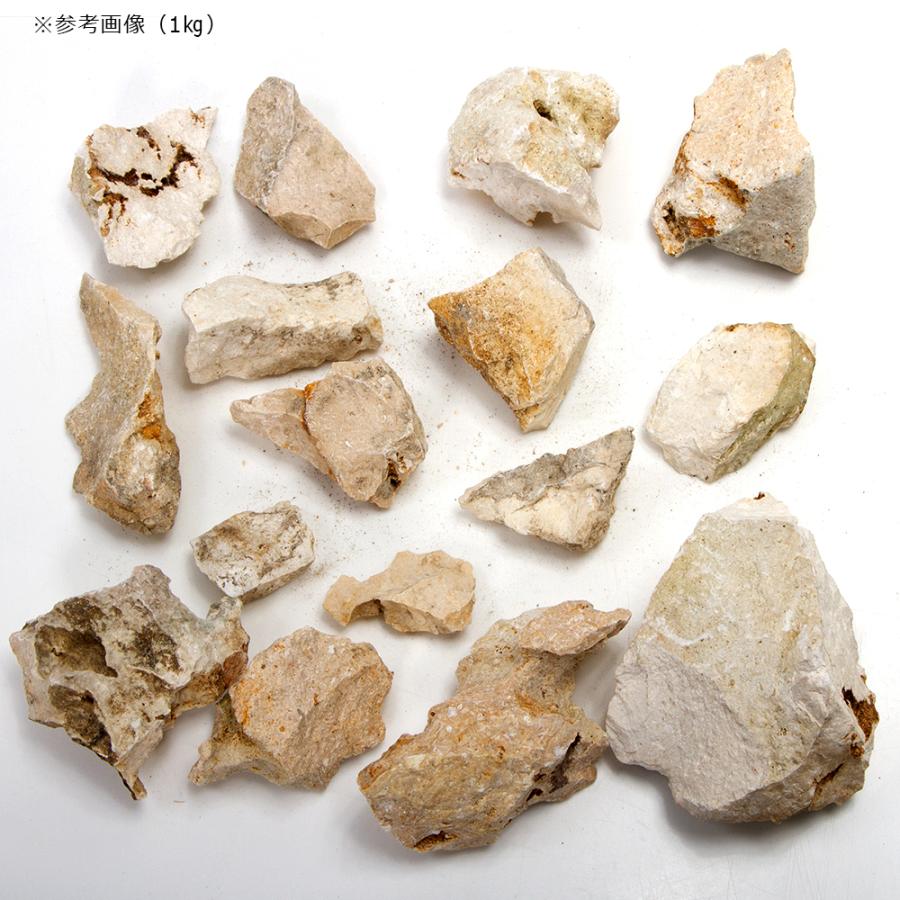 チャーム（charm） 形状お任せ 化石サンゴ スモールサイズミックス（約