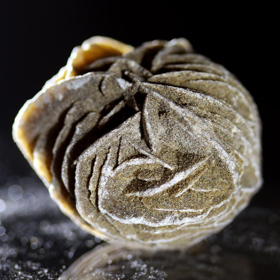 チャーム（charm） デザートローズ 砂漠の薔薇 1個 形状お任せ 鉱物